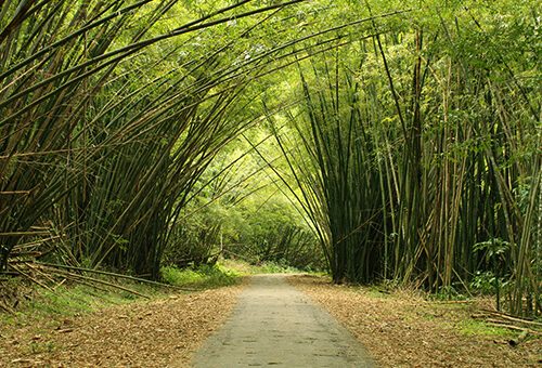 Bamboo Cathedral in Chaguaramas in Western Trinidad