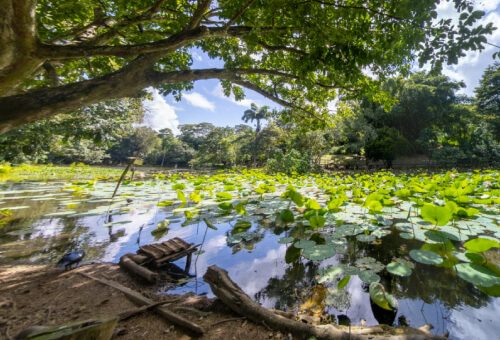 Wild Fowl Trust in Trinidad
