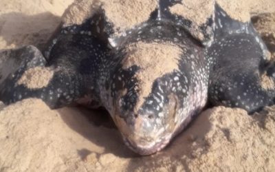 Leatherback Turtles in Trinidad - Sea Turtle Nesting in Trinidad - Nature Seekers in Trinidad