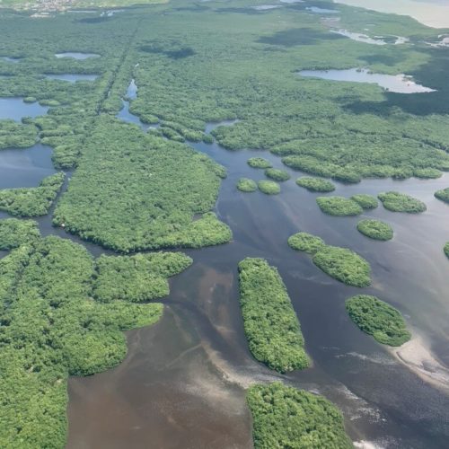 Caroni in Trinidad from Above by Shannon Hutchinson Caroni in Trinidad from Above by Shannon Hutchinson