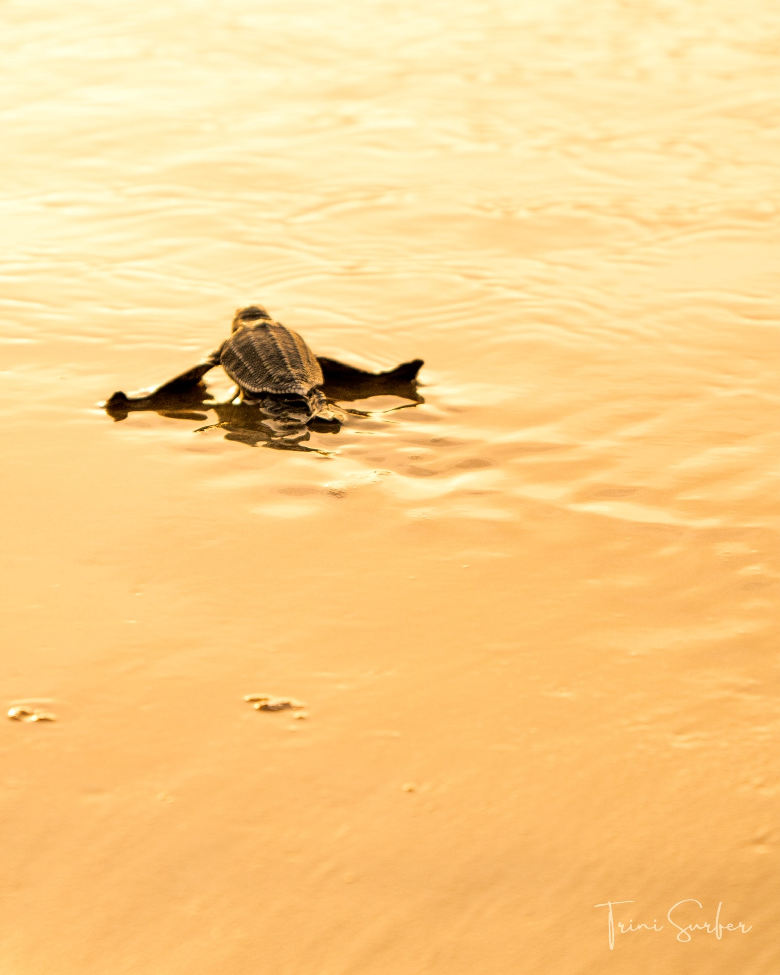 Baby leatherback turle - Photo Copyright - Alan Charles & Trini Surfer - Top Things to in Trinidad with Trini Surfer