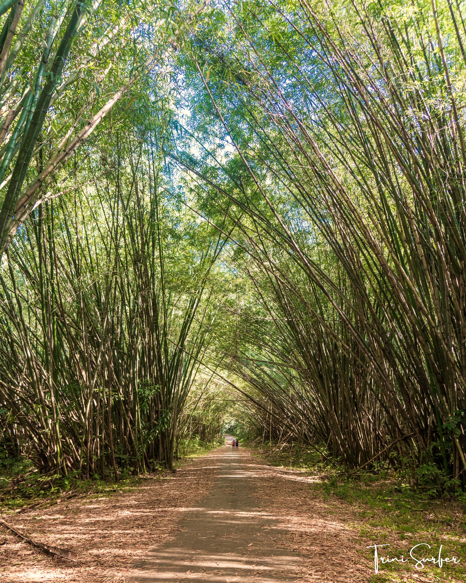 Bamboo Cathedral - Photo Copyright - Alan Charles & Trini Surfer - Top Things to in Trinidad with Trini Surfer