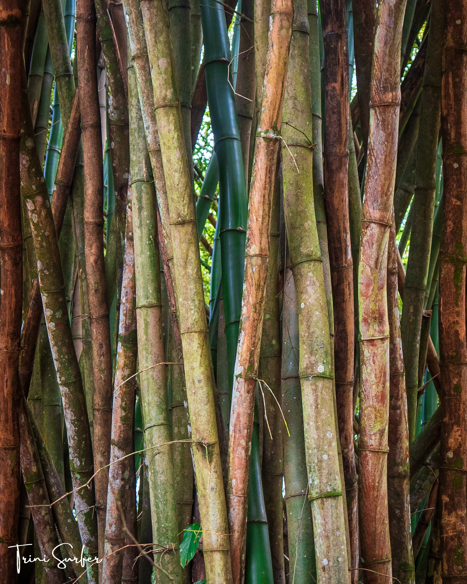 Bamboo found in Bamboo Cathedral - Photo Copyright - Alan Charles & Trini Surfer - Top Things to in Trinidad with Trini Surfer