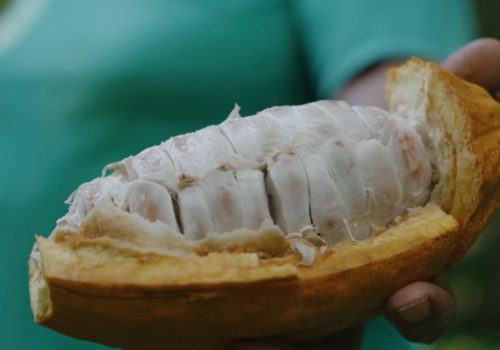 Cocoa Pod in Trinidad