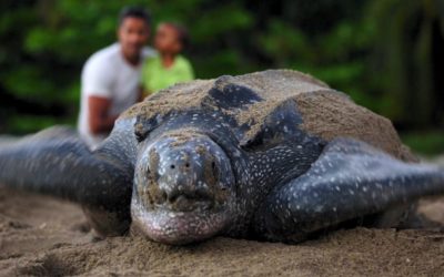 Leatherback Turtle in Trinidad - Ecotourism in Trinidad Leatherback Turtle in Trinidad - Ecotourism in Trinidad