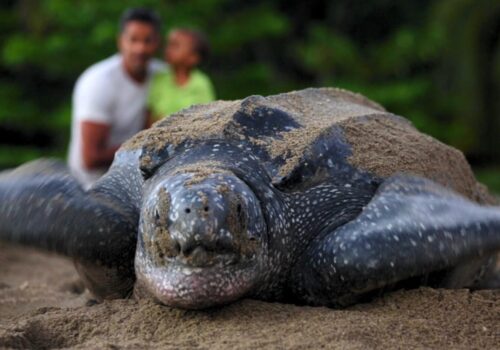 Leatherback Turtle in Trinidad - Ecotourism in Trinidad Leatherback Turtle in Trinidad - Ecotourism in Trinidad