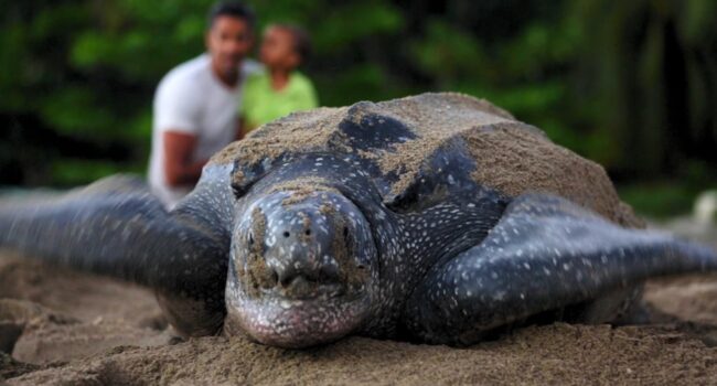 Leatherback Turtle in Trinidad - Ecotourism in Trinidad