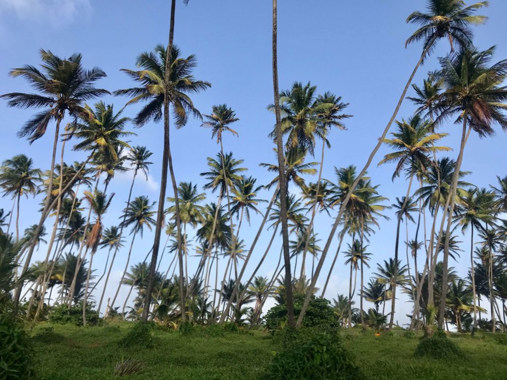 Manzanilla Coconut Grove