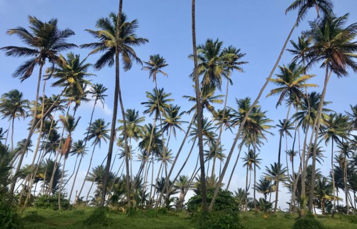 Manzanilla Coconut Grove Manzanilla Coconut Grove