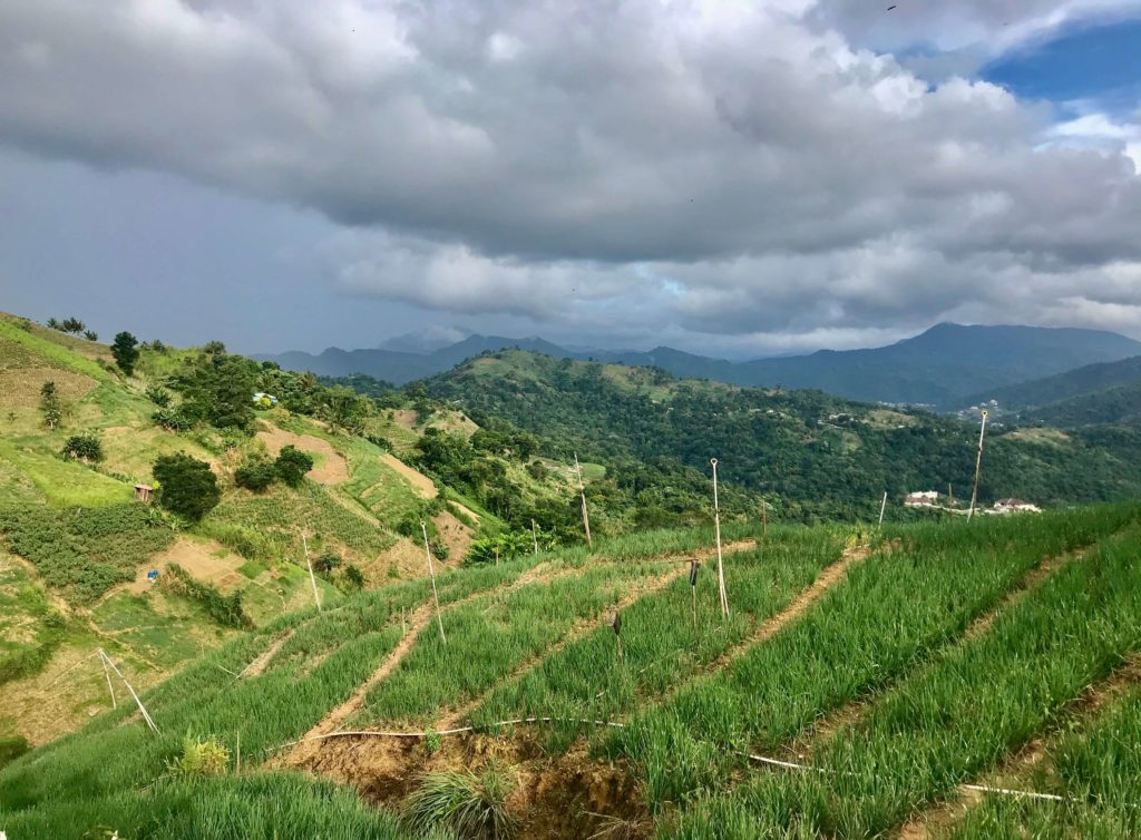 Paramin Chive Vista