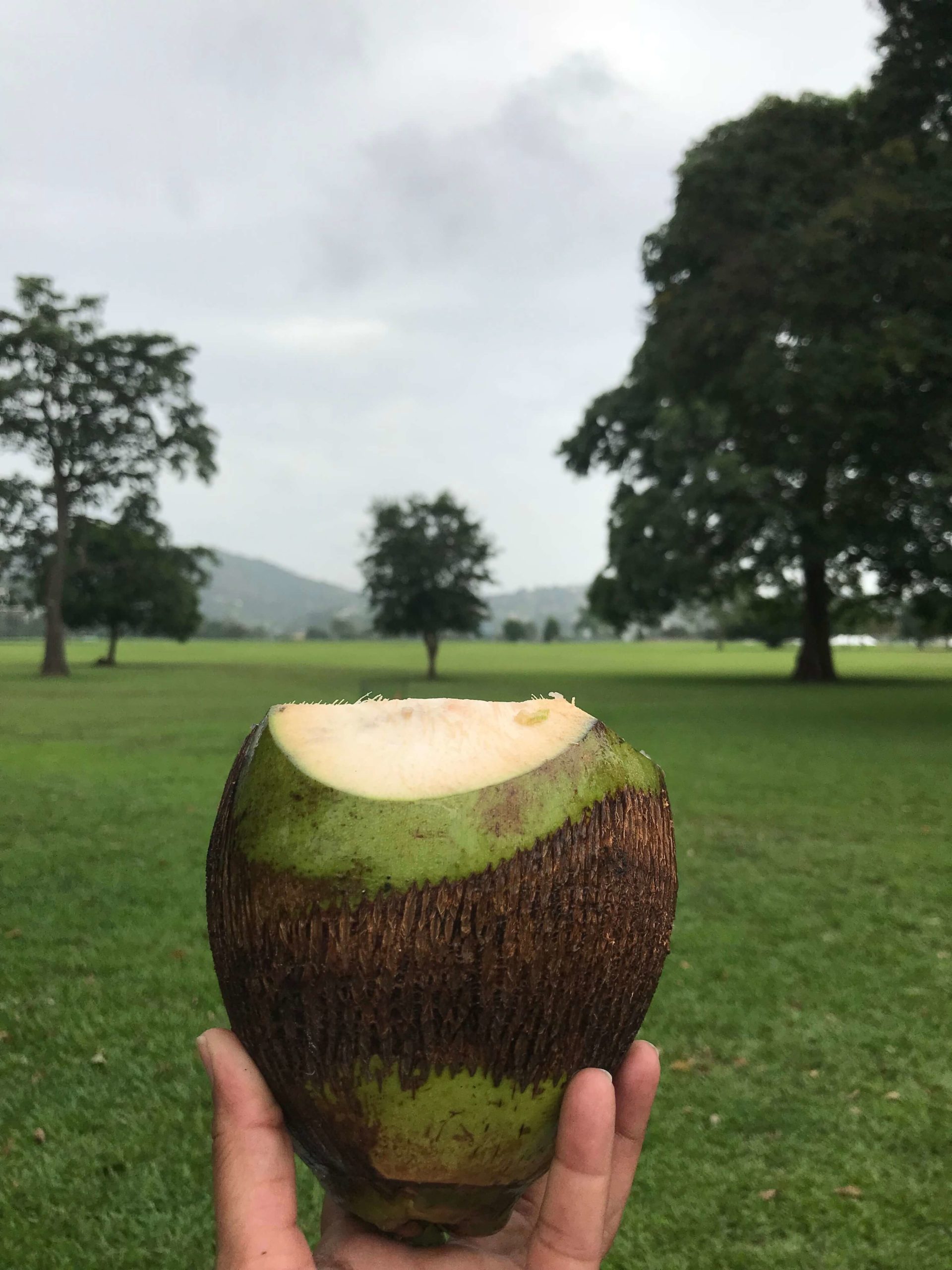 QPS Savannah Coconut