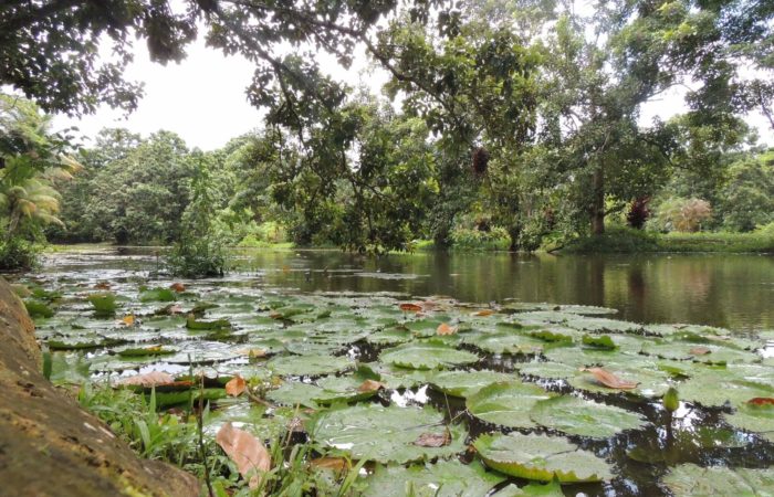 Garden at Hacienda Jacana in Trinidad - Ecotourism in Trinidad