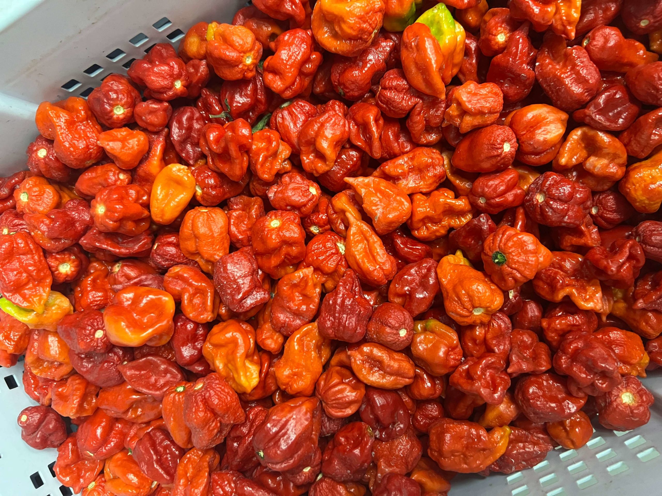 Trinidad Moruga scopion pepper as shown by Mark Wiens, one of the hottest peppers in the world from Trinidad at Bertie's Pepper Sauce factory