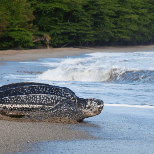 Leatherback Turtle Experience in Trinidad Leatherback Turtle Experience in Trinidad