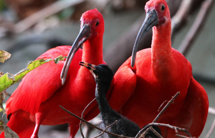Eco-Cultural Experience - Island Experiences Trinidad Tour Eco-Cultural Experience - Island Experiences Trinidad Tour