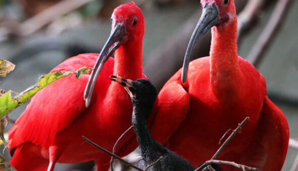 Eco-Cultural Experience - Island Experiences Trinidad Tour