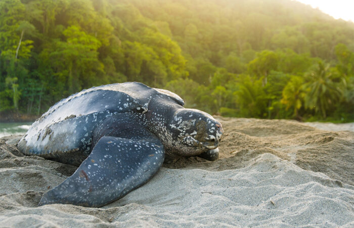 Leatherback Turtle Adventure - Island Experiences Trinidad Tour Leatherback Turtle Adventure - Island Experiences Trinidad Tour