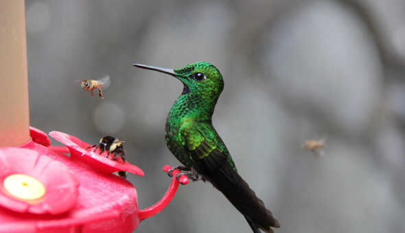 The Humming Bird Experience - Island Experiences Trinidad Tour