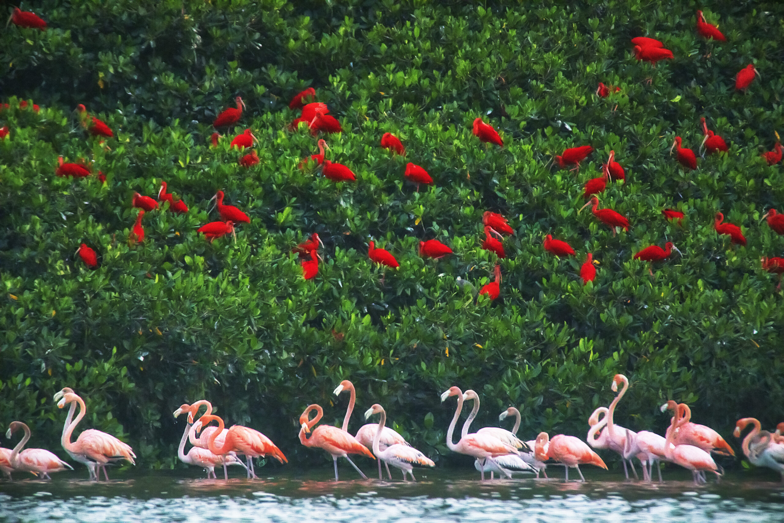 Caroni Swamp Experience - Banwari - Visit Trinidad - Tours in Trinidad
