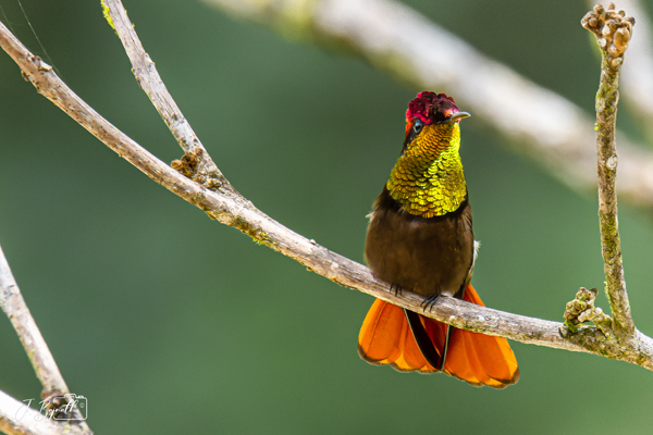 Bajnath Estate Hummingbird Sanctuary