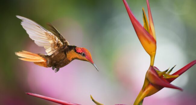 Ruby Topaz in Trinidad - Ecotourism and Birding in Trinidad