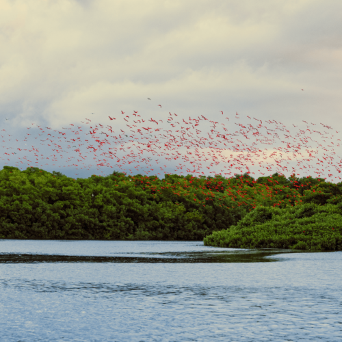 Scarlet Ibis at Caroni Bird Sanctuary in Trinidad - Visit Trinidad Scarlet Ibis at Caroni Bird Sanctuary in Trinidad - Visit Trinidad