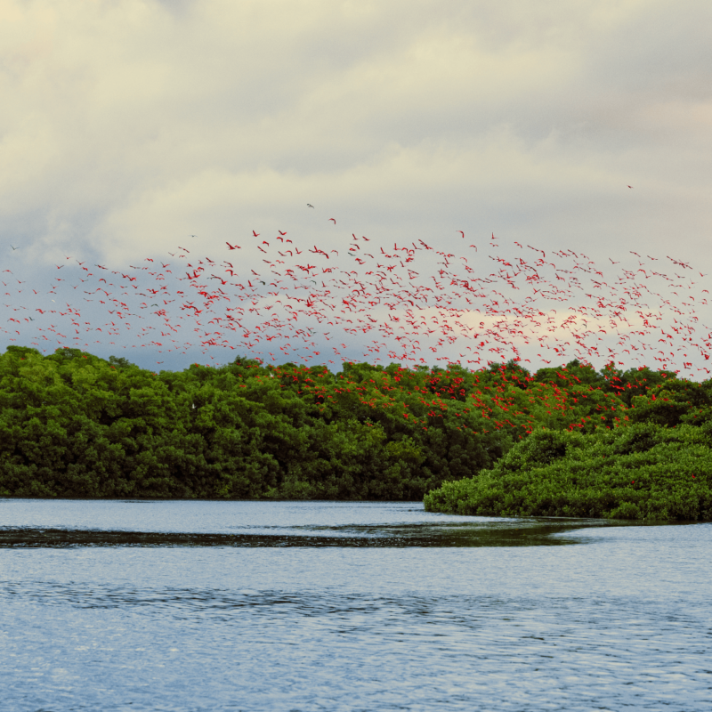 Scarlet Ibis at Caroni Bird Sanctuary in Trinidad - Visit Trinidad