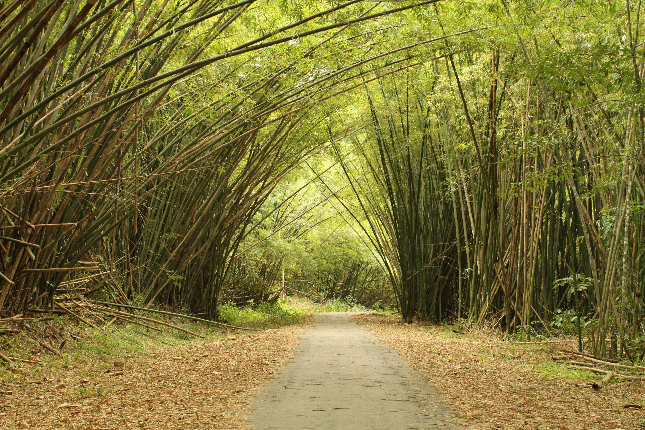 visitTrinbago