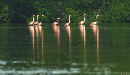 James B. Solomon- Flamingo Lake