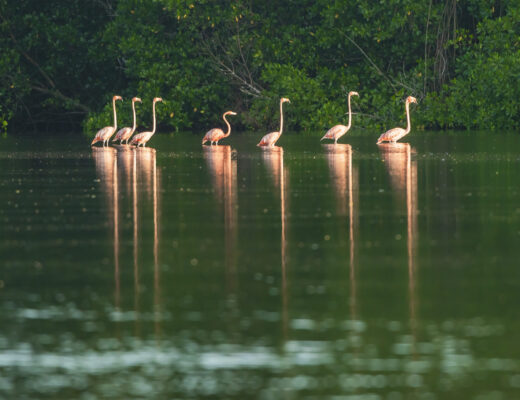 James B. Solomon- Flamingo Lake James B. Solomon- Flamingo Lake