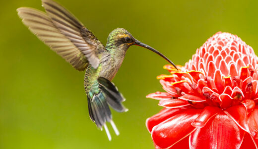 Photo credit: RAPSO Imaging Limited
